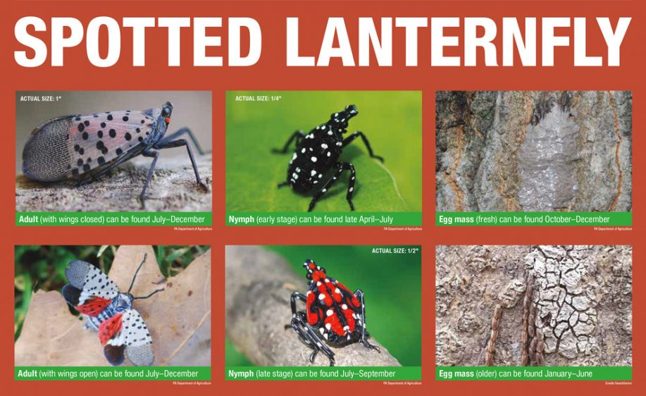 spotted-lanterfly